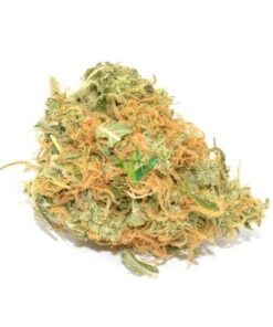 Organic Jack Herer Strain